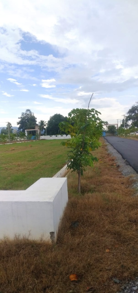  Residential Plot 1290 Sq.ft. for Sale in Avilala, Tirupati