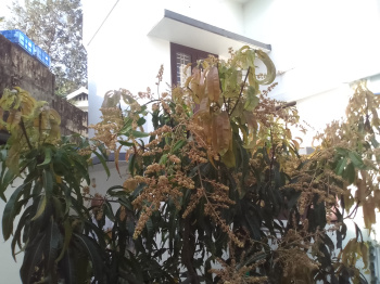 3 BHK House for Sale in Kowdiar, Thiruvananthapuram