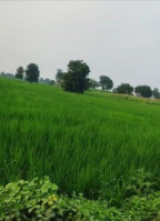 Agricultural Land for Sale in Farrukhnagar, Gurgaon