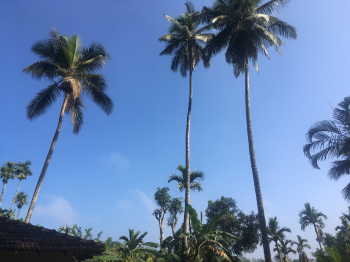  Residential Plot for Sale in Madikeri, Kodagu