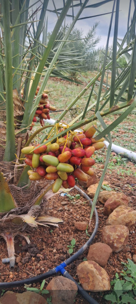 Agricultural Land 605 Sq.ft. for Rent in Narayankhed, Sangareddy
