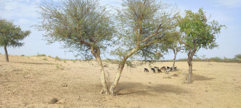  Agricultural Land for Sale in Pachpadra, Barmer