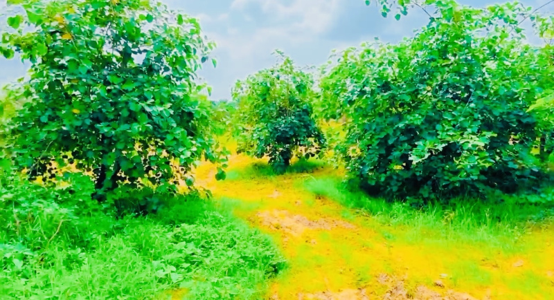  Agricultural Land 20 Bigha for Sale in Parbatsar, Nagaur