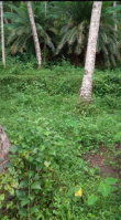  Residential Plot for Sale in Kottooli, Kozhikode