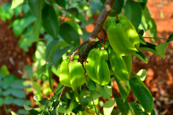 Agricultural Land for Sale in Roopena Agrahar, Bommanahalli, Bangalore