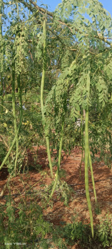  Agricultural Land for Sale in 8th Block, Koramangala, Bangalore
