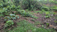  Agricultural Land for Sale in Bantwal, Dakshin Kannad