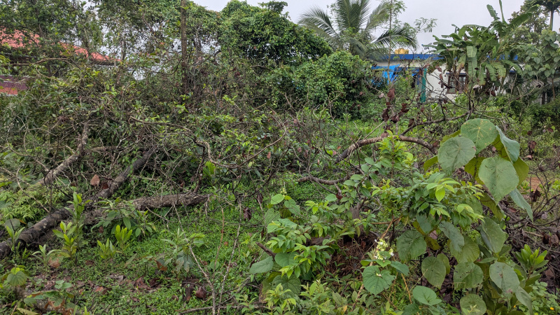  Agricultural Land 15 Sq.ft. for Sale in Bantwal, Dakshin Kannad