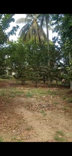  Agricultural Land 3 Acre for Sale in Piriyapatna, Mysore