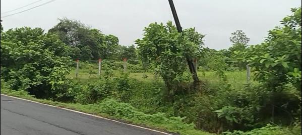  Agricultural Land 8 Bigha for Sale in Chikhli, Navsari