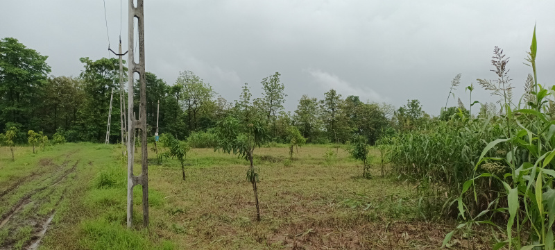  Agricultural Land 8 Bigha for Sale in Chikhli, Navsari