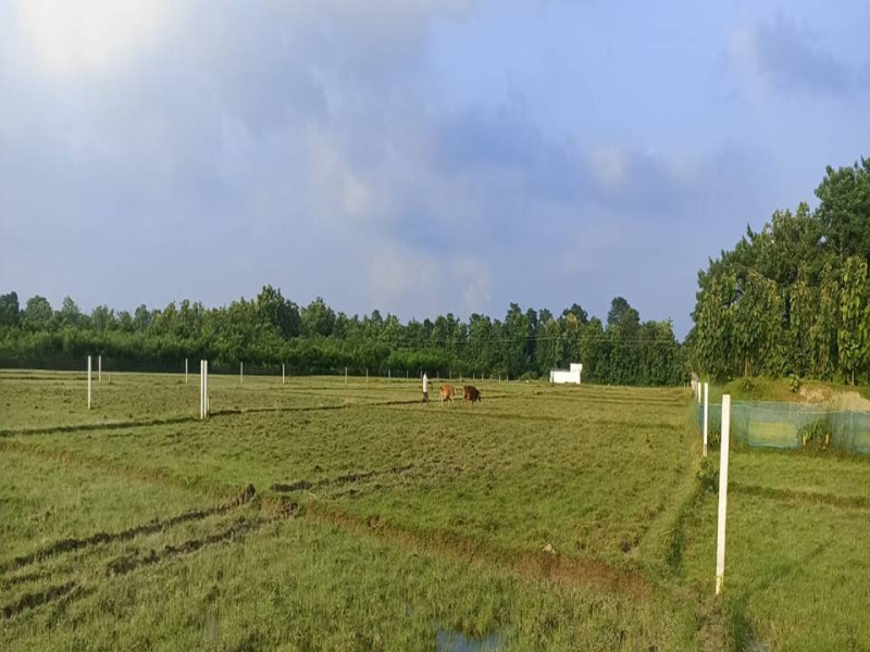  Agricultural Land 21 Bigha for Sale in Kalchini, Alipurduar