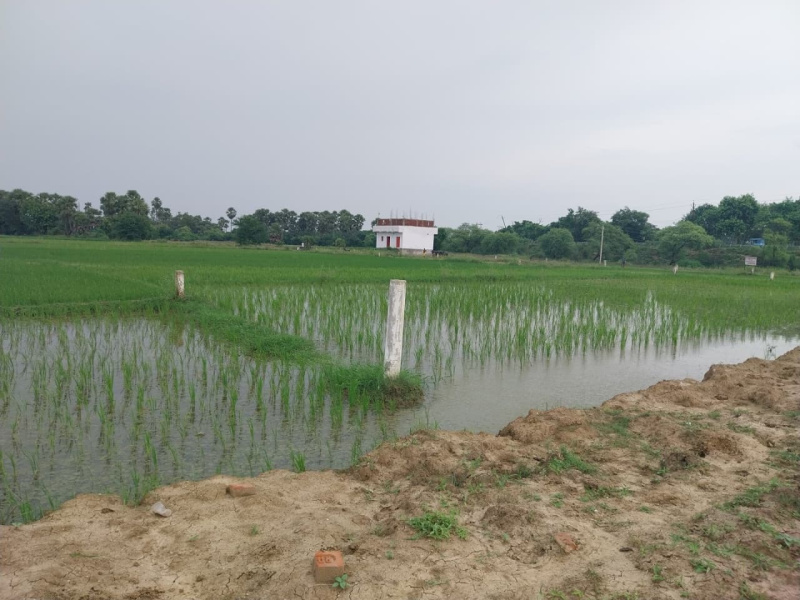  Residential Plot 1000 Sq.ft. for Sale in Beldari Chak, Patna