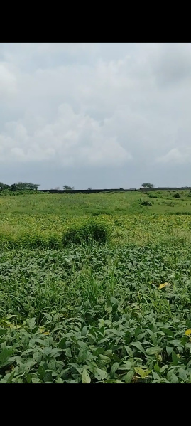  Agricultural Land 10 Bigha for Sale in Betma, Indore
