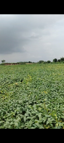 10 Bigha Agricultural/Farm Land for Sale in Betma, Indore