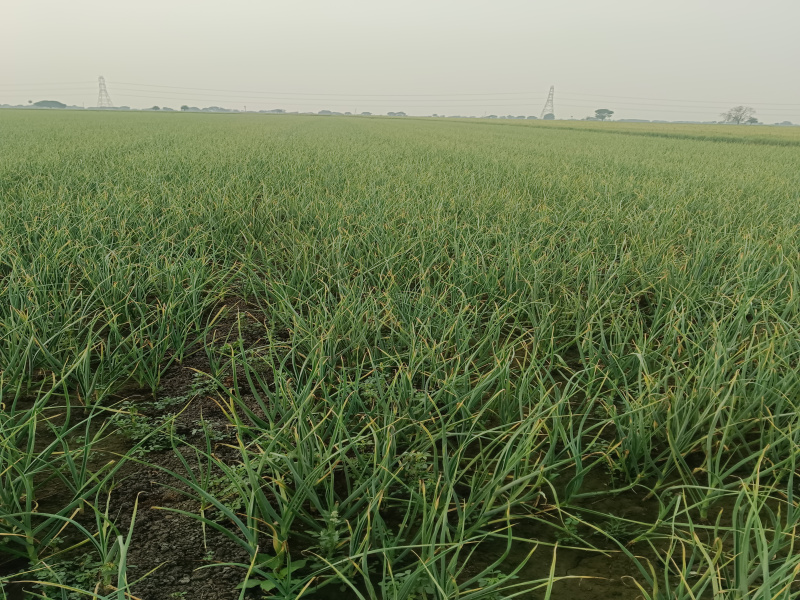  8 Bigha Agricultural/Farm Land for Sale in Pithampur, Dhar