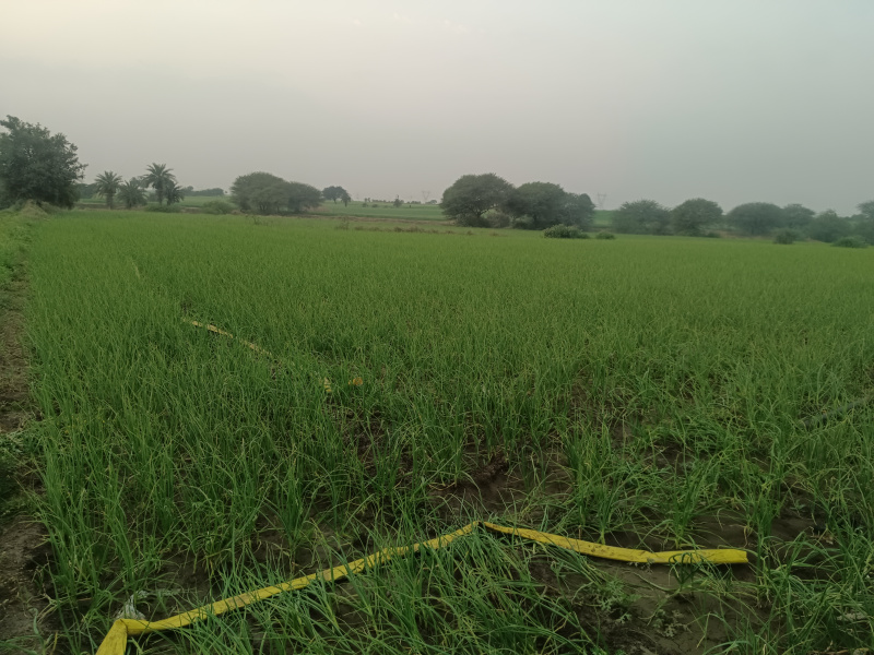  50 Bigha Agricultural/Farm Land for Sale in Depalpur, Indore