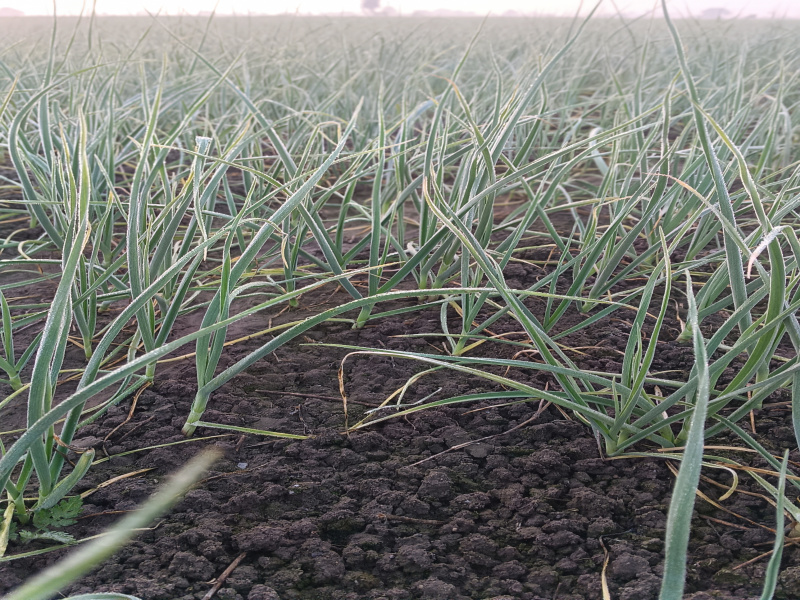  50 Bigha Agricultural/Farm Land for Sale in Depalpur, Indore