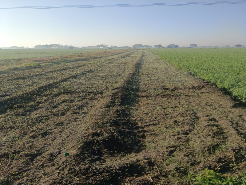  50 Bigha Agricultural/Farm Land for Sale in Depalpur, Indore