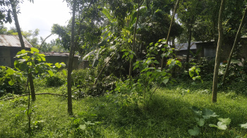  Residential Plot for Sale in Tehatta, Nadia