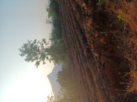  Residential Plot for Sale in Pantnagar, Alibag, Raigad