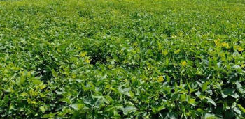  Agricultural Land for Sale in Bangar Nagar, Hingoli