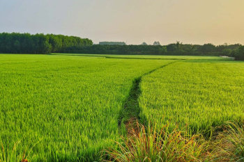  Agricultural Land for Sale in Sikandrabad, Bulandshahr