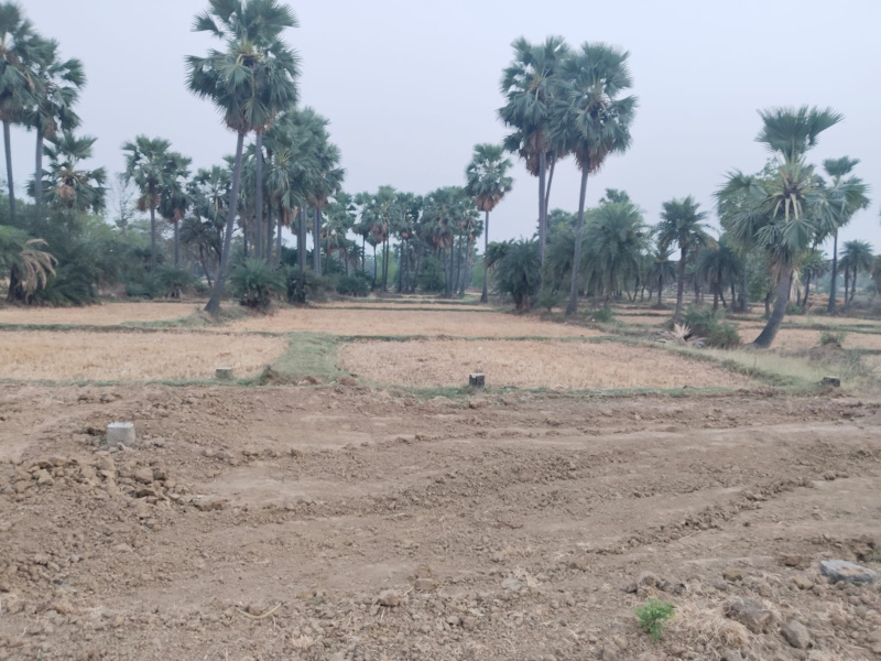  Residential Plot 1360 Sq.ft. for Sale in Bodh Gaya