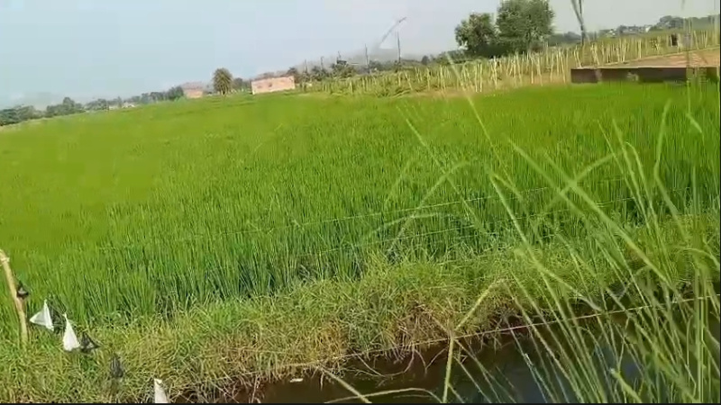  Residential Plot 2030 Sq.ft. for Sale in Bodhgaya, Gaya