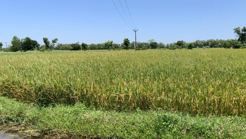  Agricultural Land 3 Acre for Sale in Poraiyar, Nagapattinam