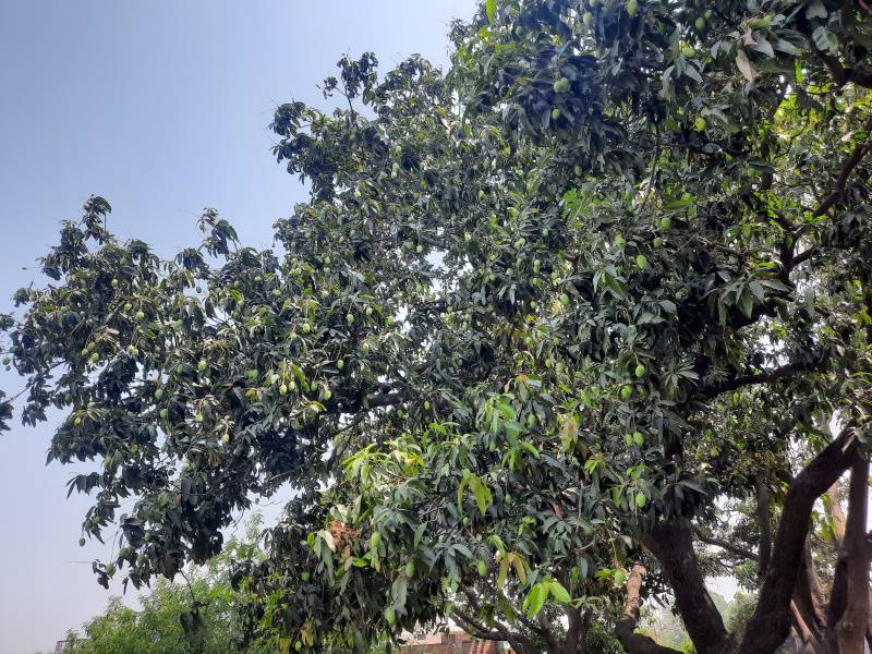  31500 Sq.ft. Residential Plot for Sale in Bithoor, Kanpur