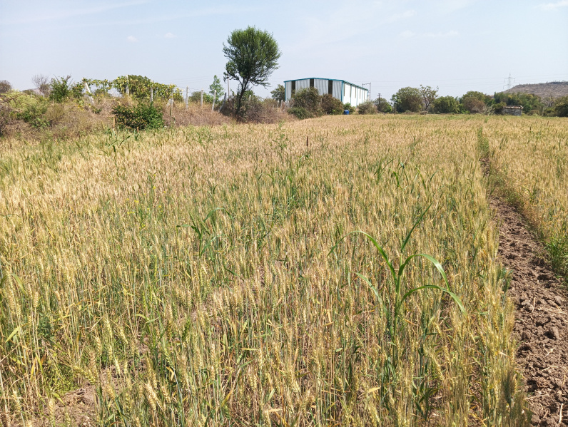 Agricultural Land 2 Acre for Rent in Jatwada, Aurangabad