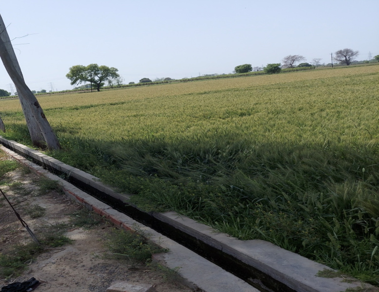  Agricultural Land 10 Bigha for Sale in Pilana, Baghpat