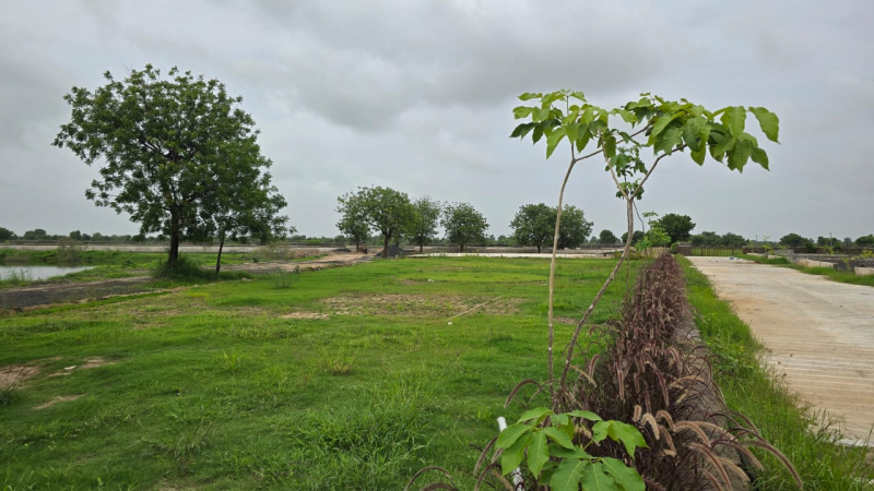  Residential Plot 600 Sq. Yards for Sale in Thol, Ahmedabad