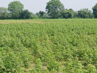 Agricultural Land for Sale in Kapadvanj, Kheda