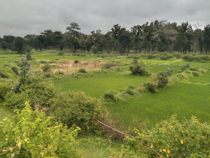  Agricultural Land 4 Acre for Sale in Baihar, Balaghat