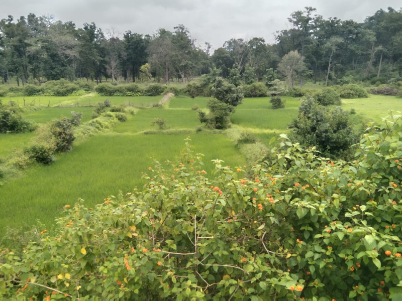  Agricultural Land 4 Acre for Sale in Baihar, Balaghat