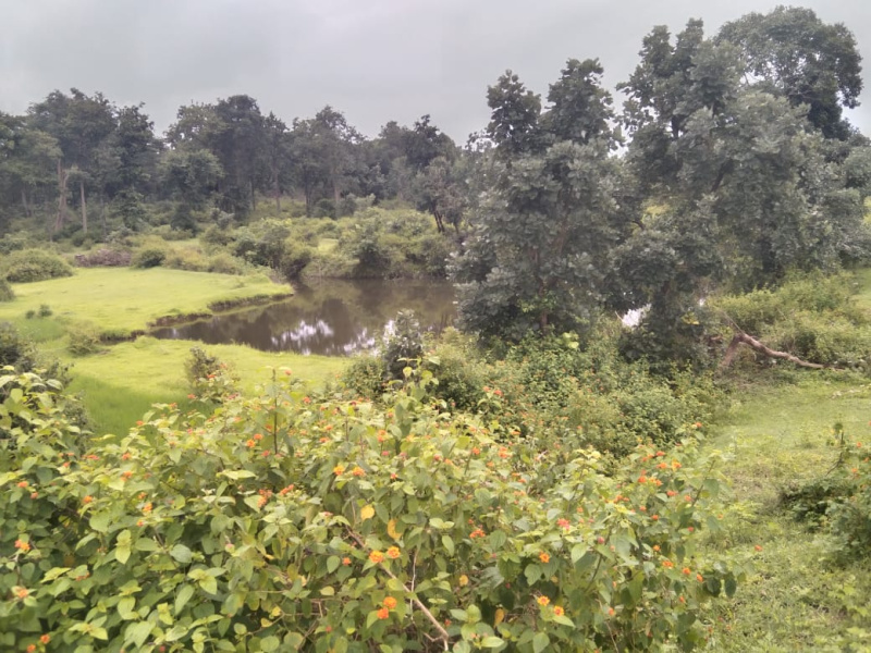  Agricultural Land 4 Acre for Sale in Baihar, Balaghat
