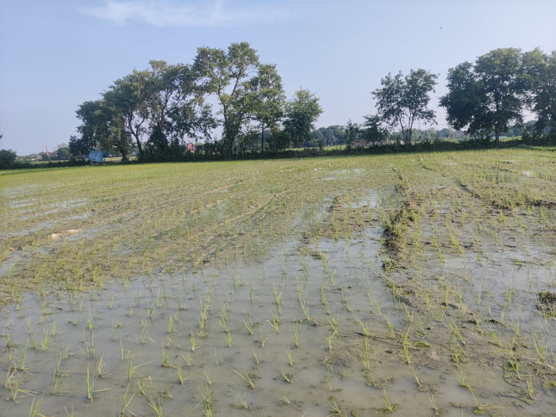  Farm House 13 Biswa for Sale in Shahganj, Jaunpur