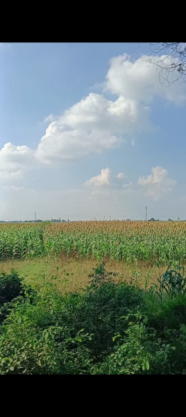  Agricultural Land 12000 Sq.ft. for Sale in Ghatampur, Kanpur