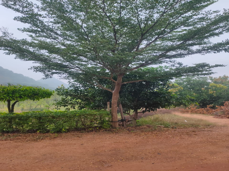  Residential Plot 165 Sq. Yards for Sale in Nuzvid, Vijayawada