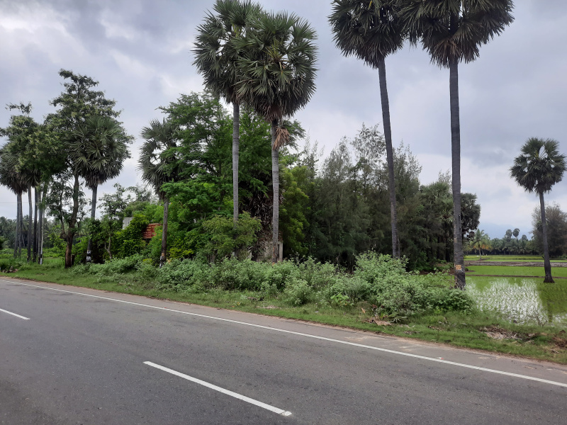  Agricultural Land 25 Cent for Sale in Sivagiri, Tirunelveli