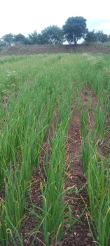 Residential Plot for Sale in Sangamner, Ahmednagar