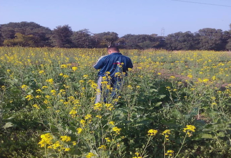  8 Acre Agricultural/Farm Land for Sale in Rampur Naikin, Sidhi