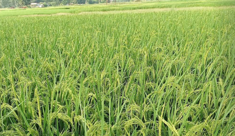  8 Acre Agricultural/Farm Land for Sale in Rampur Naikin, Sidhi