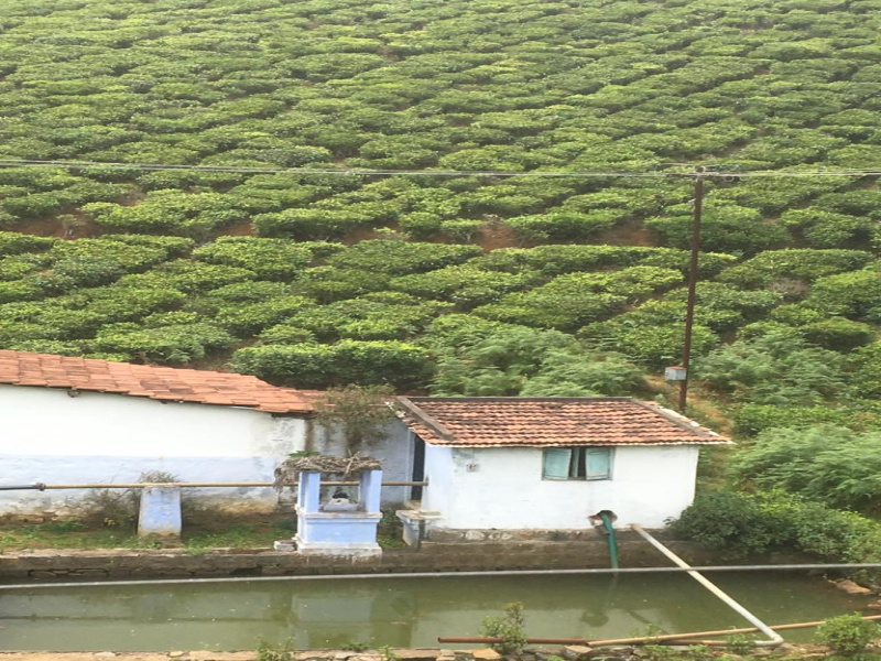  4 Acre Residential Plot for Sale in Coonoor, Nilgiris
