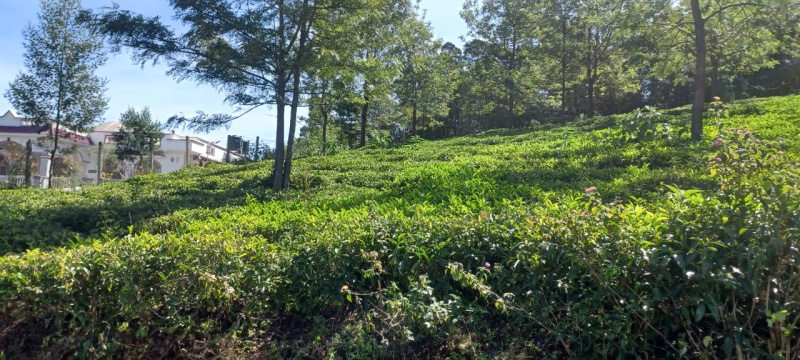  2 Acre Residential Plot for Sale in Ketti, Nilgiris