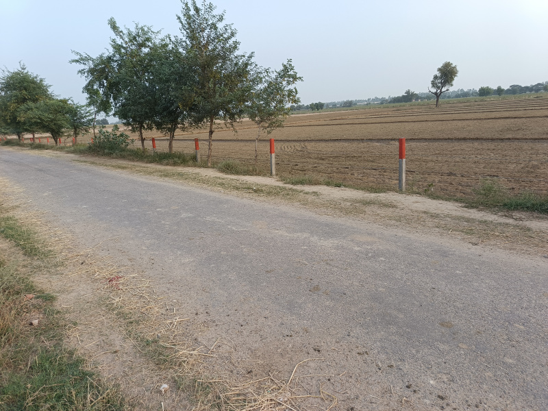 10 Acre Agricultural/Farm Land for Sale in Mirpur, Sirsa