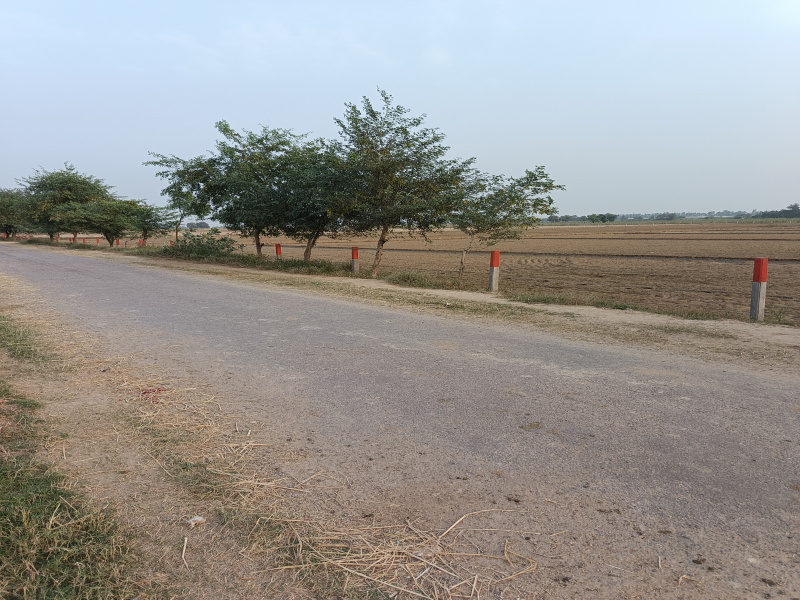 10 Acre Agricultural/Farm Land for Sale in Mirpur, Sirsa