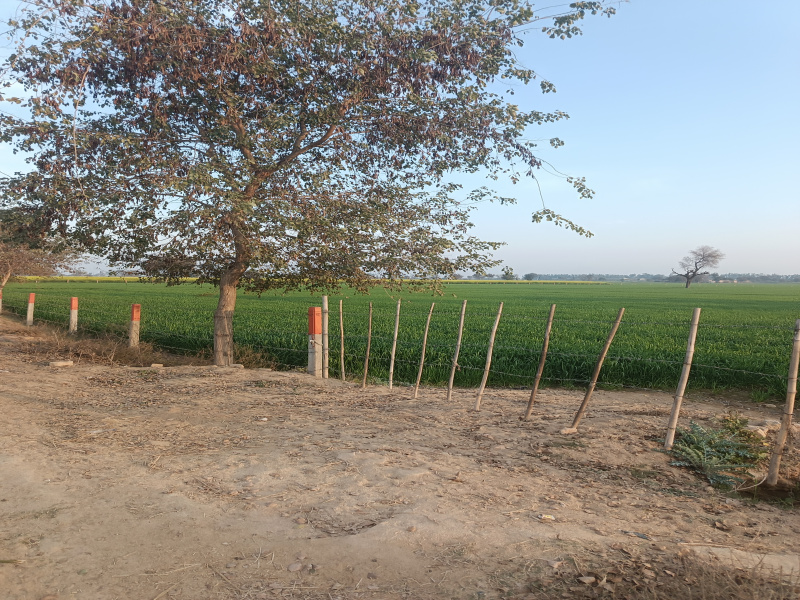  10 Ares Agricultural/Farm Land for Sale in Mirpur, Sirsa